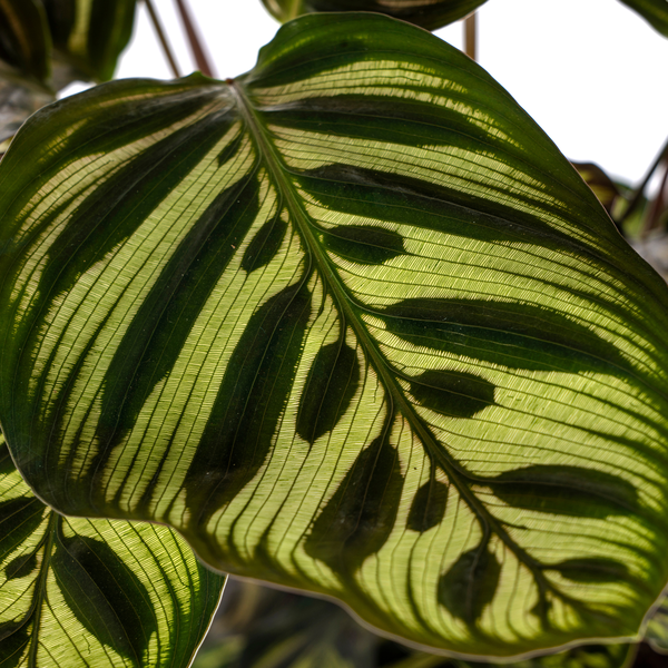 Calathea Makoyana - ⭥45cm
