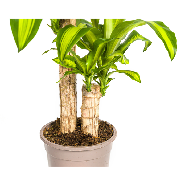 Dracaena Fragrans "Massangeana" - ⭥80cm
