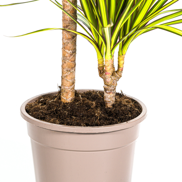 Dracaena Marginata "Sunray" - ⭥90cm