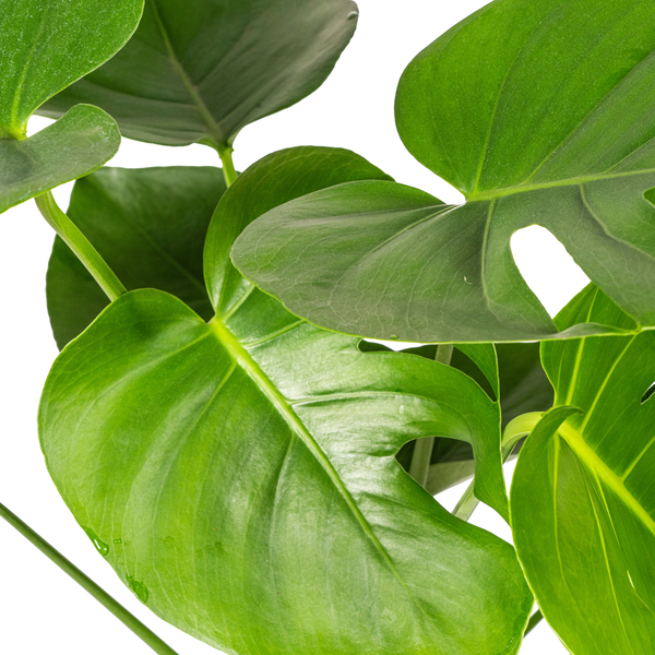 Monstera Deliciosa Tauerii - "Kompaktes Fensterblatt" - ⭥70cm