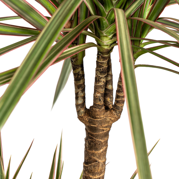 Dracaena Marginata "Bicolor" - ⭥120cm