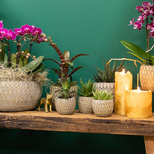 Sukkulente Haworthia Limifolia - "Filefarn-Haworthie" - ⭥15cm