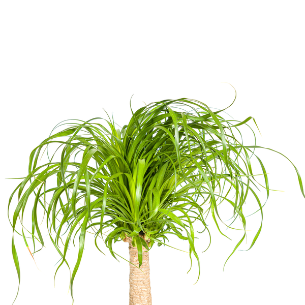 Beaucarnea Recurvata - "Elefantenfuß" - ⭥70cm