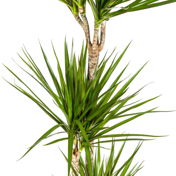 Dracaena Marginata "Green" - ⭥140cm