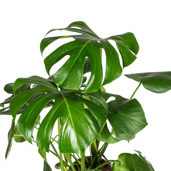 Monstera Deliciosa Tauerii - "Kompaktes Fensterblatt" - ⭥80cm