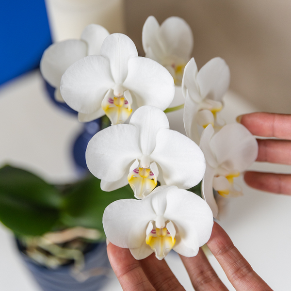 Schmetterlingsorchidee "Amabilis" - ⭥35cm - mit Ziertopf Elite in Gold