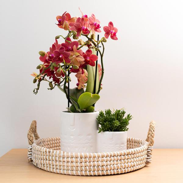 Rote Orchidee "Kongo" - ⭥35cm
