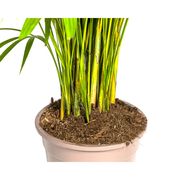 Dypsis Lutescens - "Goldfruchtpalme" - ⭥160cm