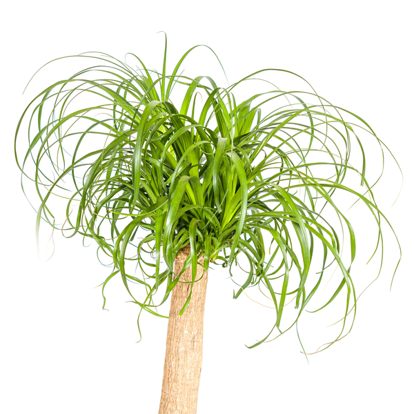 Beaucarnea Recurvata - "Elefantenfuß" - ⭥90cm