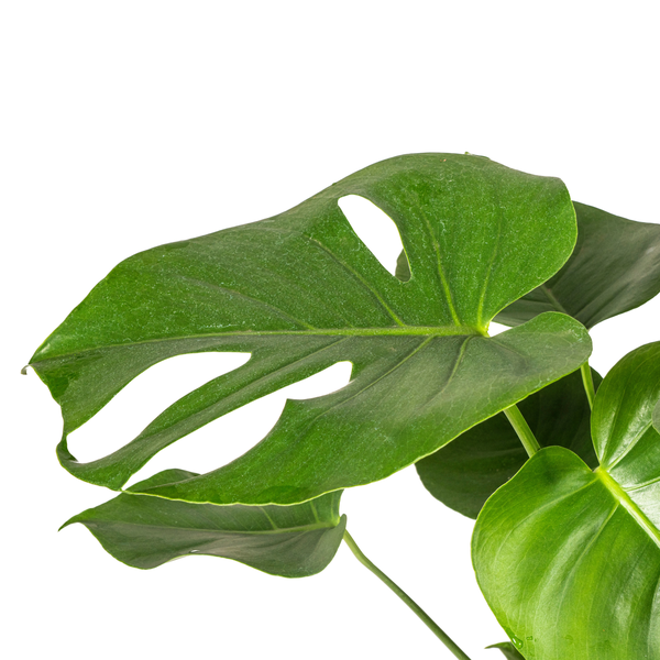 Monstera Deliciosa Tauerii - "Kompaktes Fensterblatt" - ⭥70cm