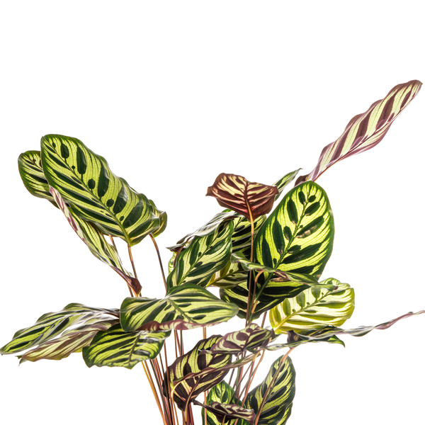 Calathea Makoyana - ⭥45cm