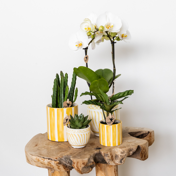Keramik Pflanztopf Painted Stripe - Gelb - 〈Ø9cm〉