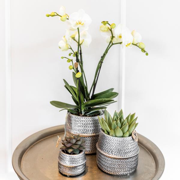 Sukkulente (⭥15cm) & Orchidee (⭥35cm) mit silbernen Keramik Ziertöpfen