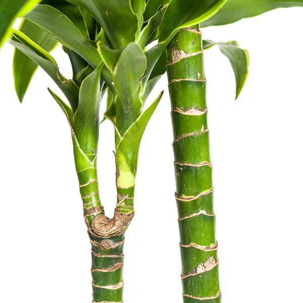 Dracaena Deremensis "Dorado" - ⭥130cm