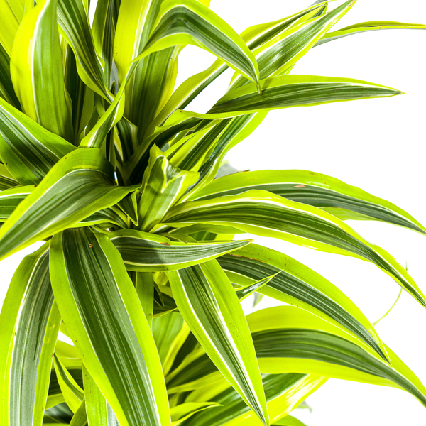 Dracaena Deremensis "Lemon Lime" - ⭥80cm