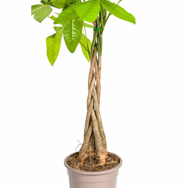 Pachira Aquatica - "Glückskastanie" - ⭥80cm