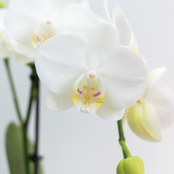 2x Weiße Orchidee "Amabilis" - ⭥35cm