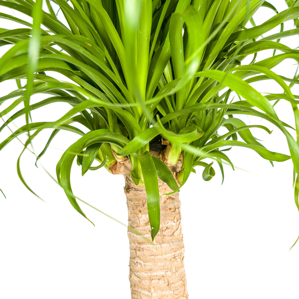 Beaucarnea Recurvata - "Elefantenfuß" - ⭥70cm