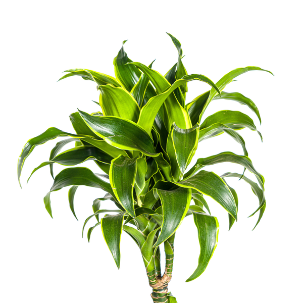 Dracaena Deremensis "Dorado" - ⭥130cm
