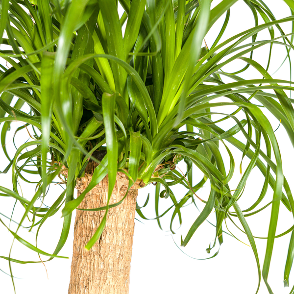 Beaucarnea Recurvata - "Elefantenfuß" - ⭥90cm