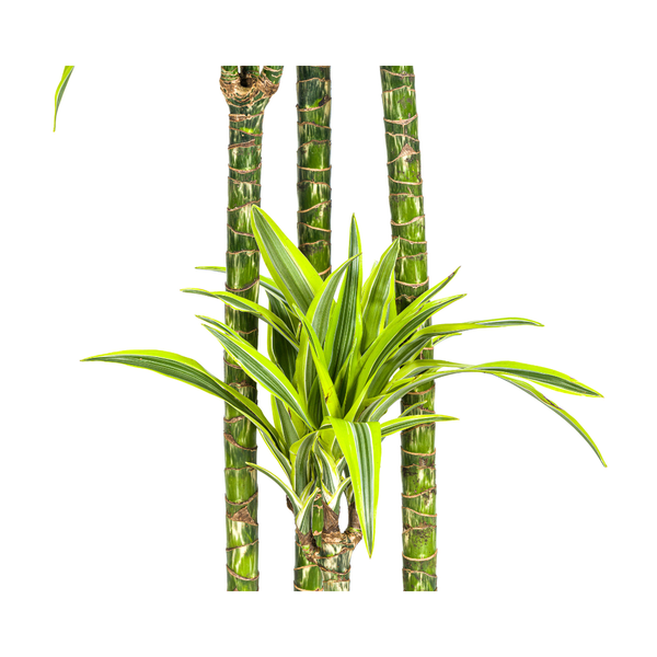 Dracaena Deremensis "Lemon Lime" - ⭥180cm