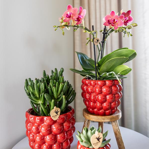 4x Rote Orchidee "Kongo" - ⭥35cm