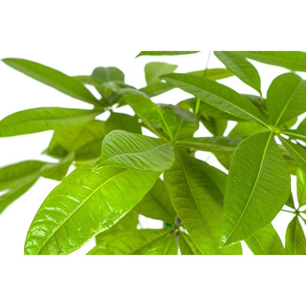 Pachira Aquatica - "Glückskastanie" - ⭥80cm