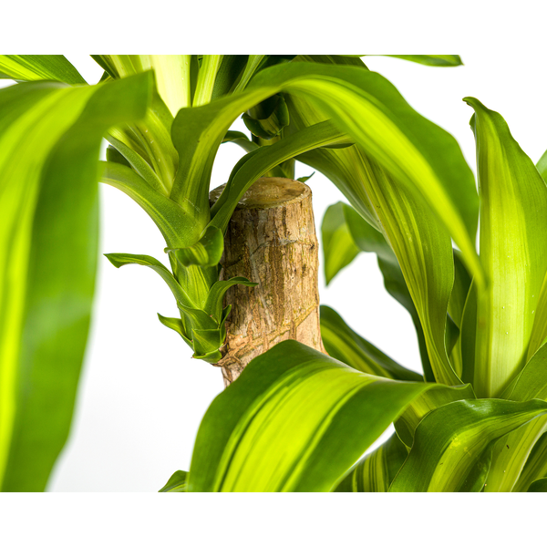 Dracaena Fragrans "Massangeana" - ⭥80cm