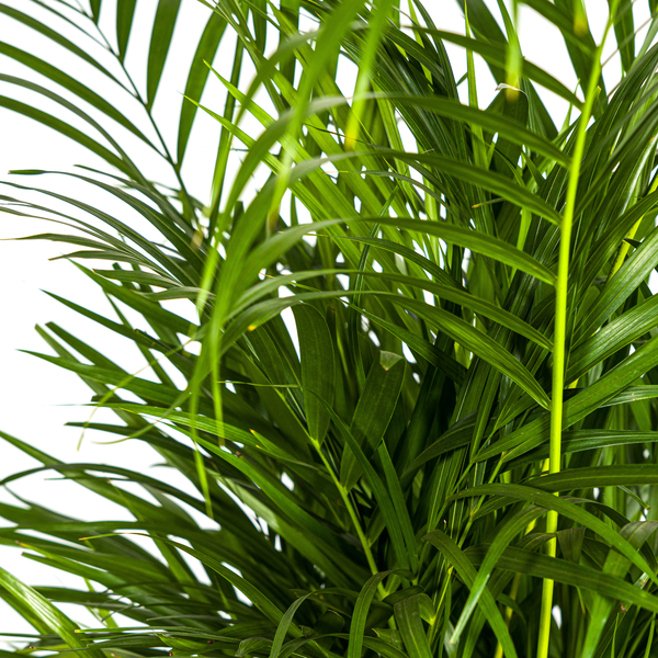 Dypsis Lutescens - "Goldfruchtpalme" - ⭥110cm