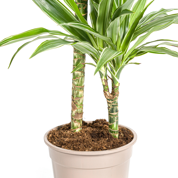 Dracaena Deremensis "White Stripe" - ⭥80cm
