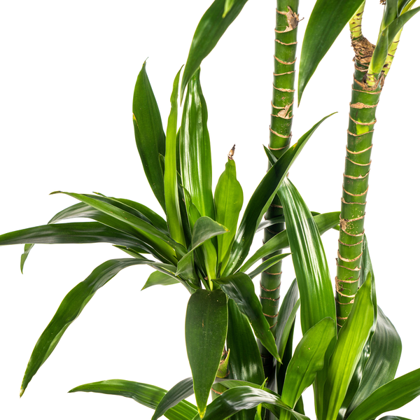 Dracaena Deremensis "Lisa" - ⭥140cm