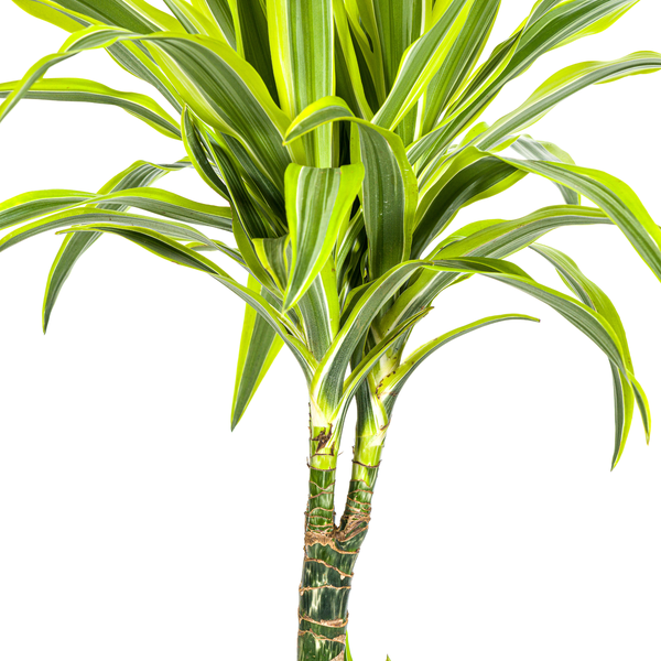 Dracaena Deremensis "Lemon Lime" - ⭥100cm