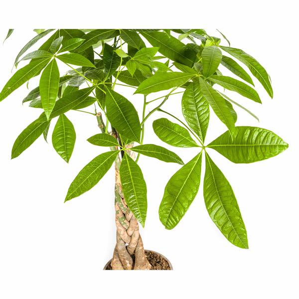 Pachira Aquatica - "Glückskastanie" - ⭥100cm