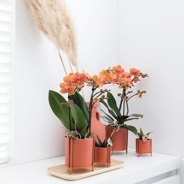 Orangene Orchidee "Bolzano" - ⭥35cm