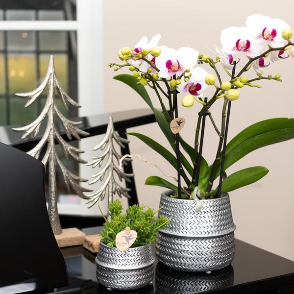 Weiße Orchidee "Gibraltar" - ⭥35cm