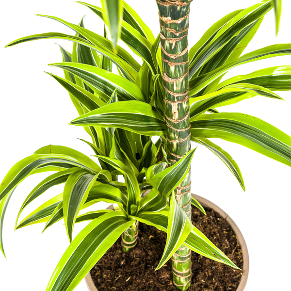 Dracaena Deremensis "Lemon Lime" - ⭥100cm