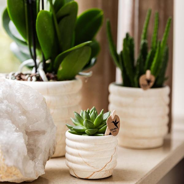 Sukkulente & Orchidee mit weißen Keramik Ziertöpfen und Tablett