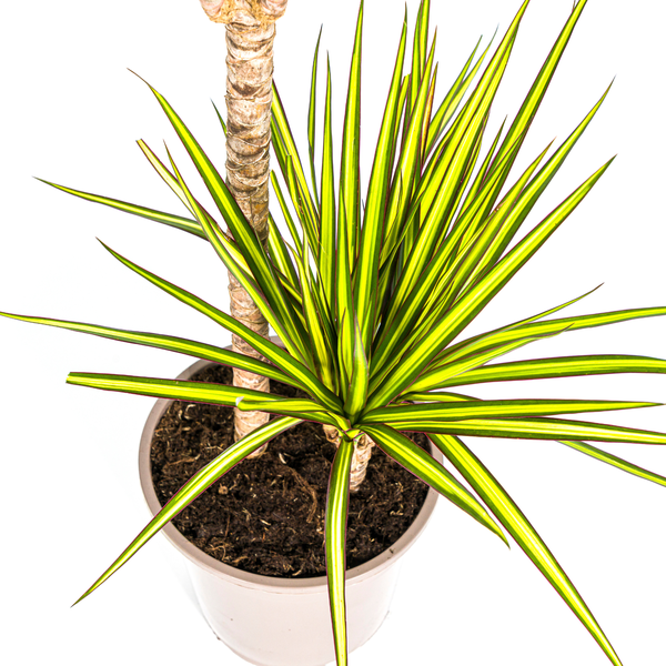 Dracaena Marginata "Sunray" - ⭥90cm