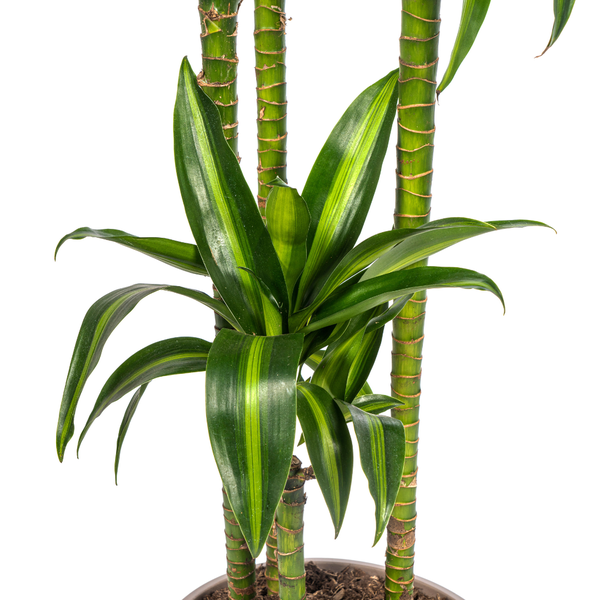 Dracaena Deremensis "Hawaiian Sunshine" - ⭥180cm