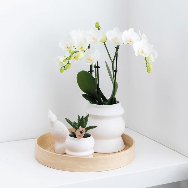 Überraschungsbox - 4 einfarbige Orchideen