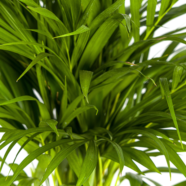 Dypsis Lutescens - "Goldfruchtpalme" - ⭥90cm
