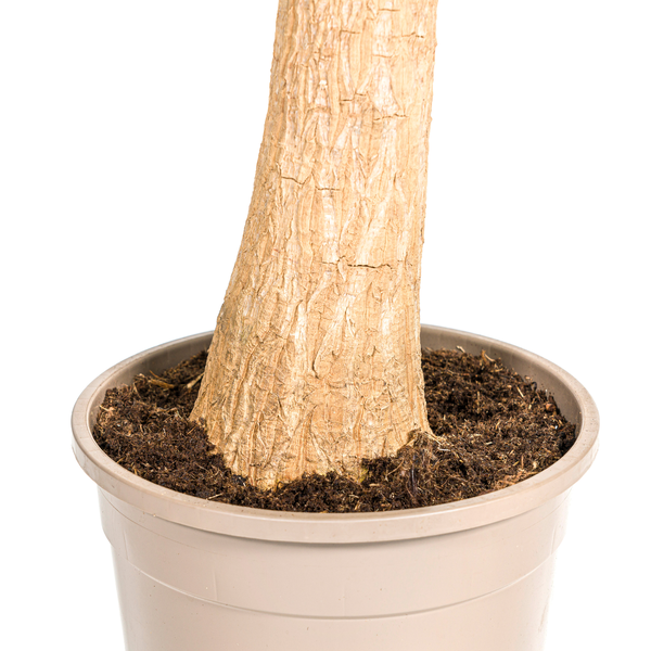 Beaucarnea Recurvata - "Elefantenfuß" - ⭥90cm