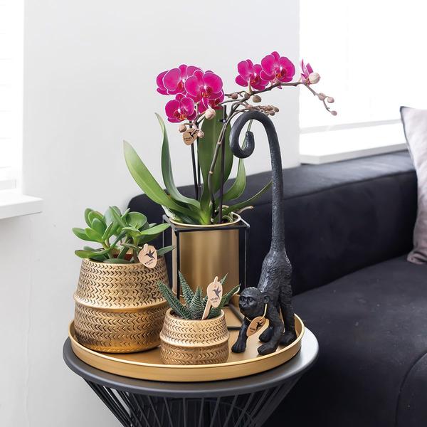 2x Lila Orchidee "Morelia" - ⭥35cm