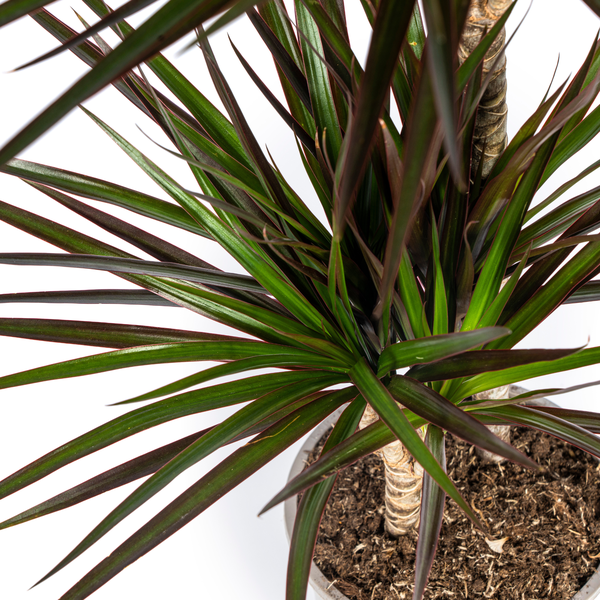 Dracaena Marginata "Magenta" - ⭥140cm