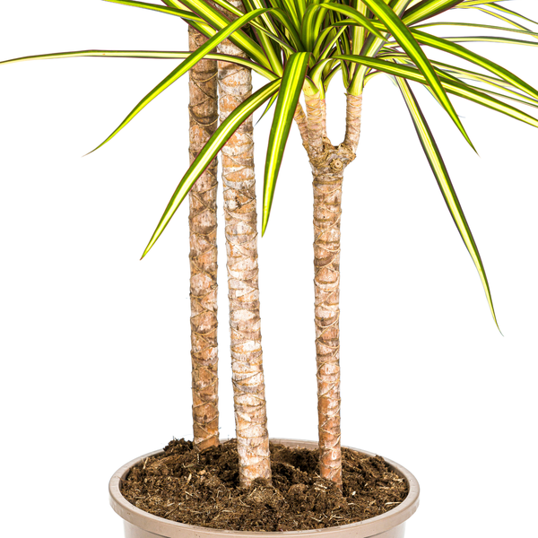 Dracaena Marginata "Sunray" - ⭥140cm