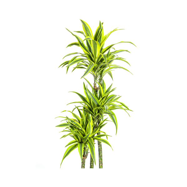 Dracaena Deremensis "Lemon Lime" - ⭥180cm