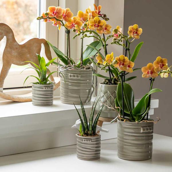 Orangene Orchidee "Jamaica" - ⭥35cm
