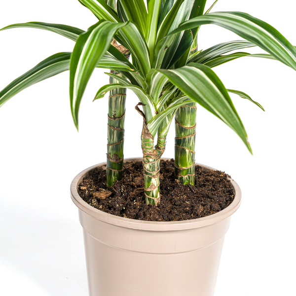 Dracaena Deremensis "White Stripe" - ⭥100cm