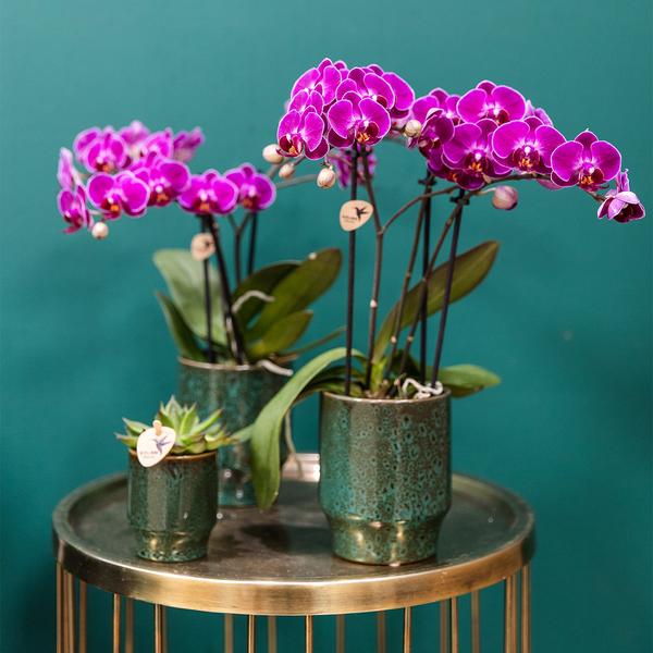 4x Lila Orchidee "Morelia" - ⭥35cm