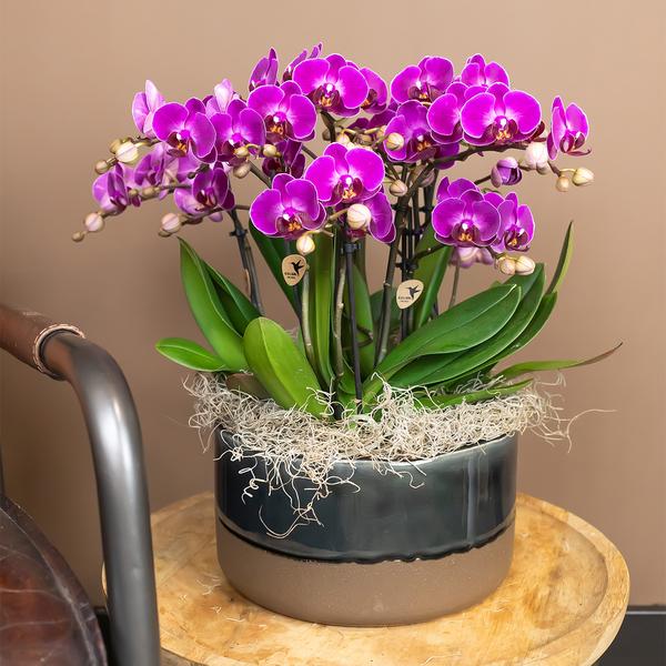 Lila Orchidee "Morelia" - ⭥35cm